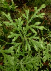 Lycopodium volubile. Apex of aerial stem showing leaves flattened in one plane.
 Image: L.R. Perrie © Leon Perrie CC BY-NC 4.0